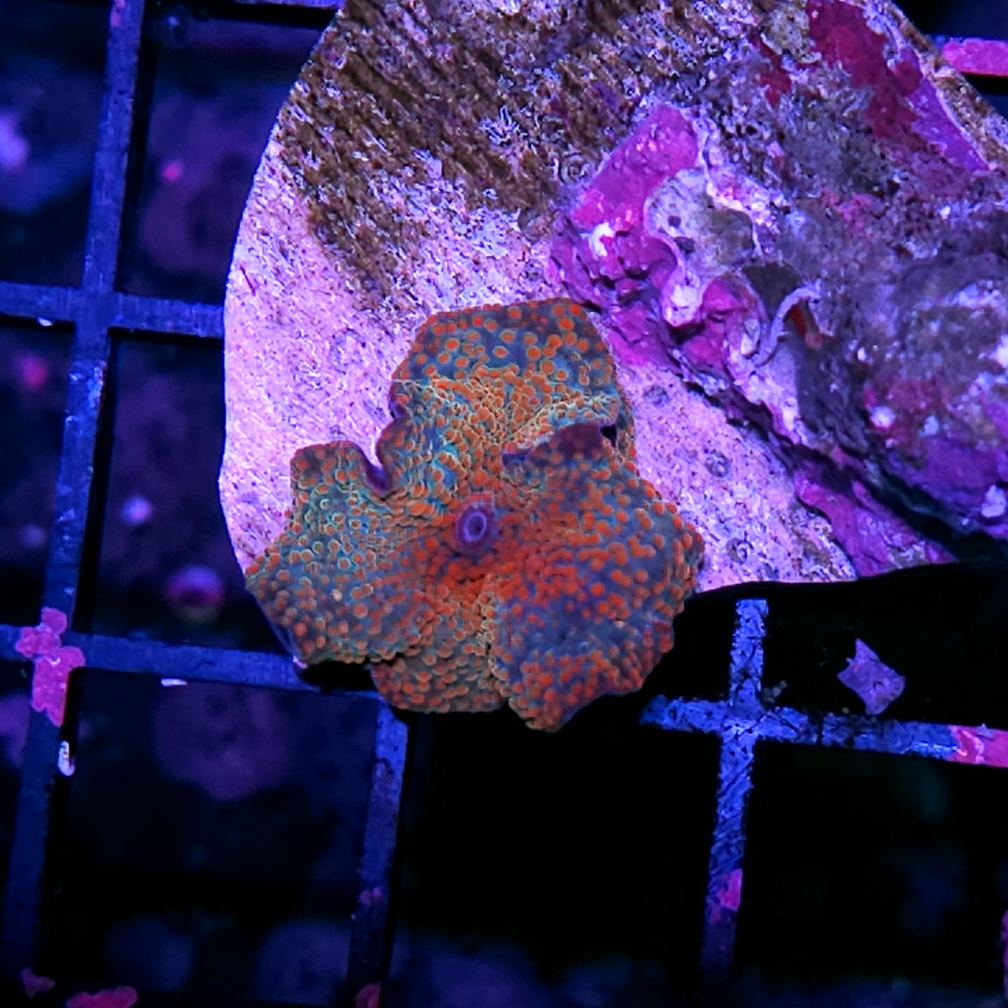HF Beautiful Chaos Mushroom