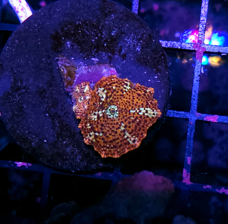 HF Lucky Leopard Mushrooms