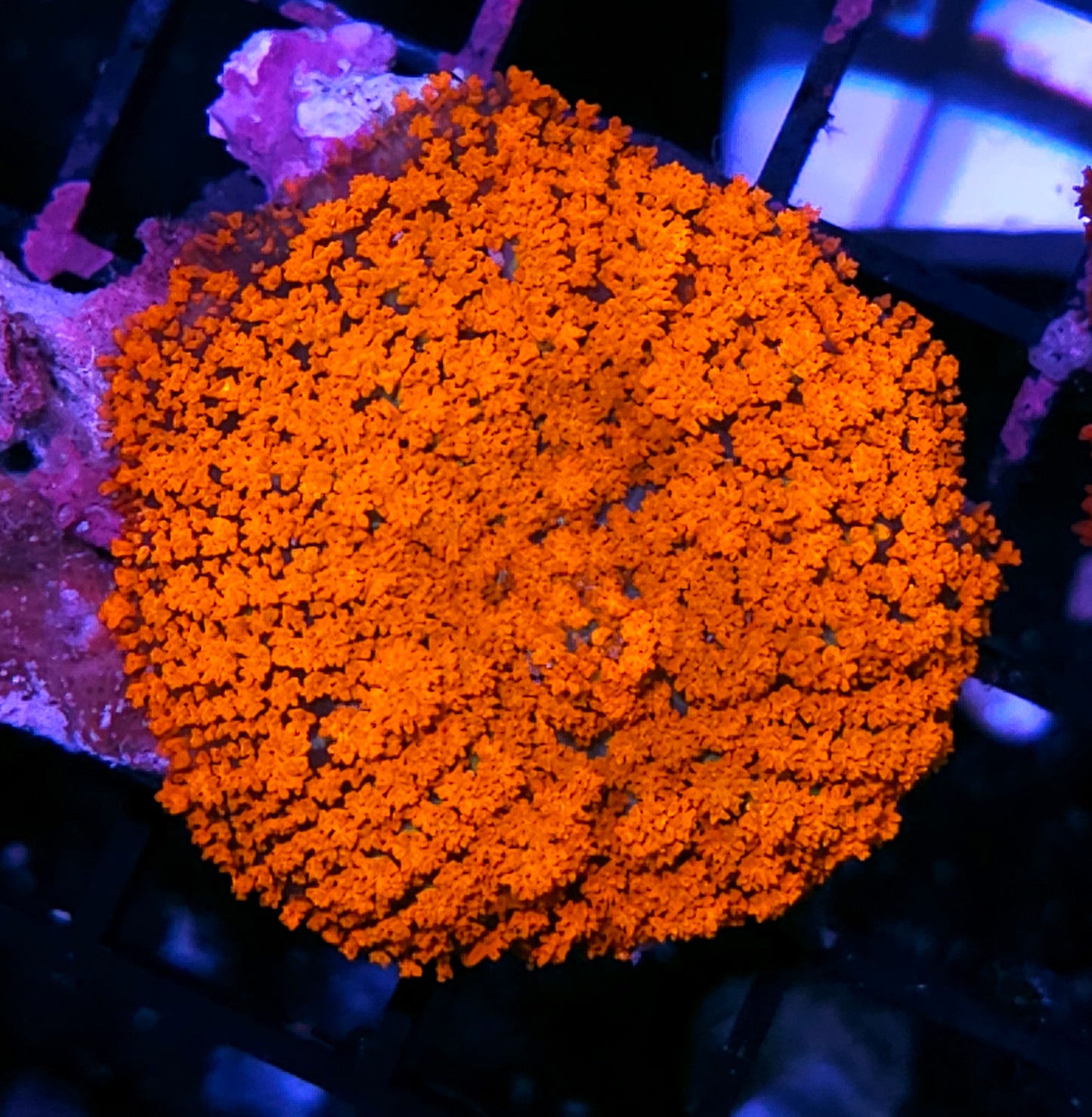 HF Incinerator Pom Pom Mushroom