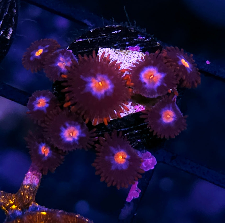 Starburst Zoas