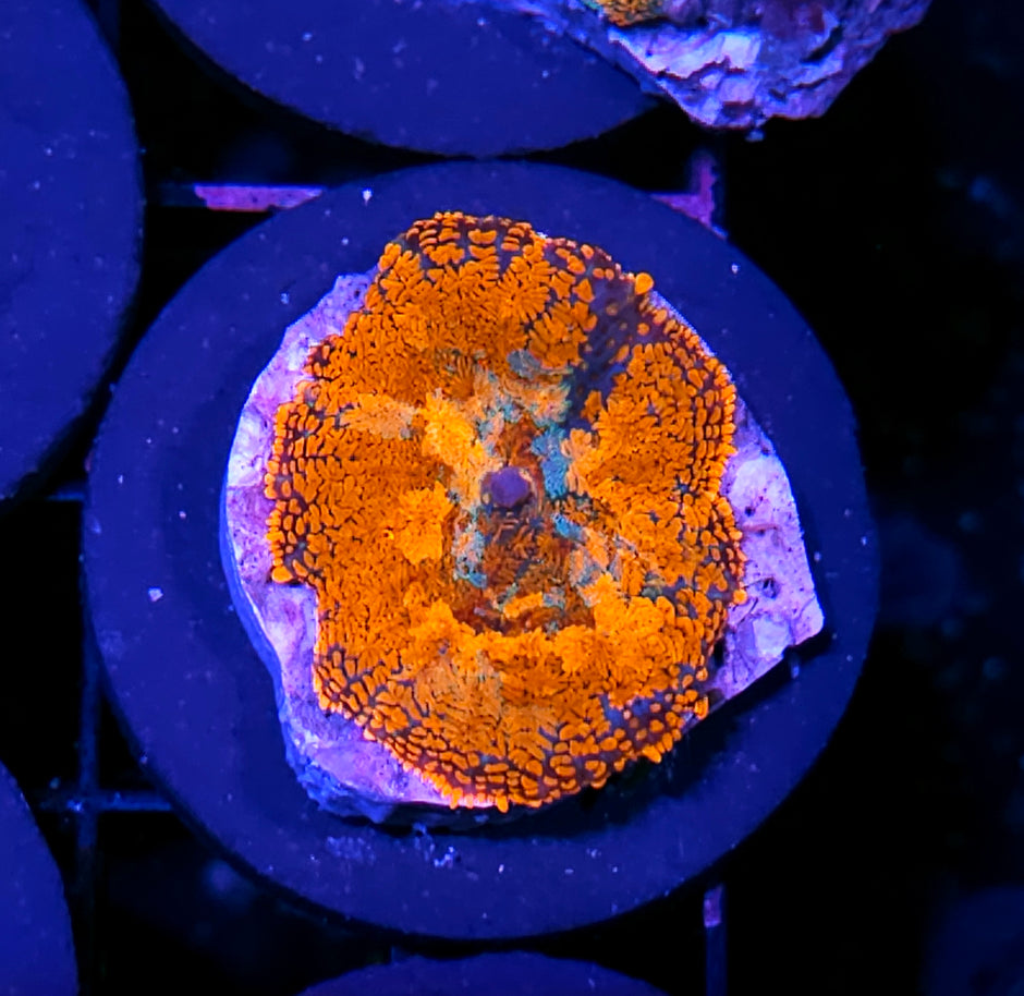 HF Pyro Patchwork Mushroom