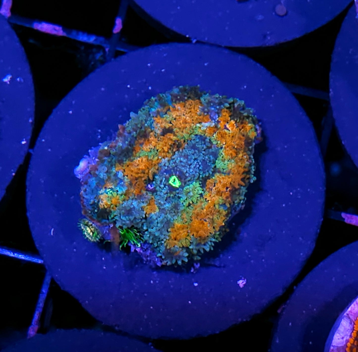 HF Fireworks Pom Pom Mushroom RARE