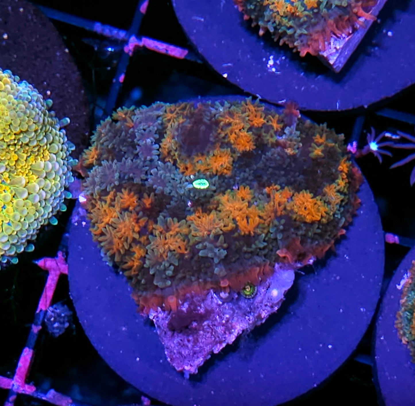 HF Fireworks Pom Pom Mushroom RARE