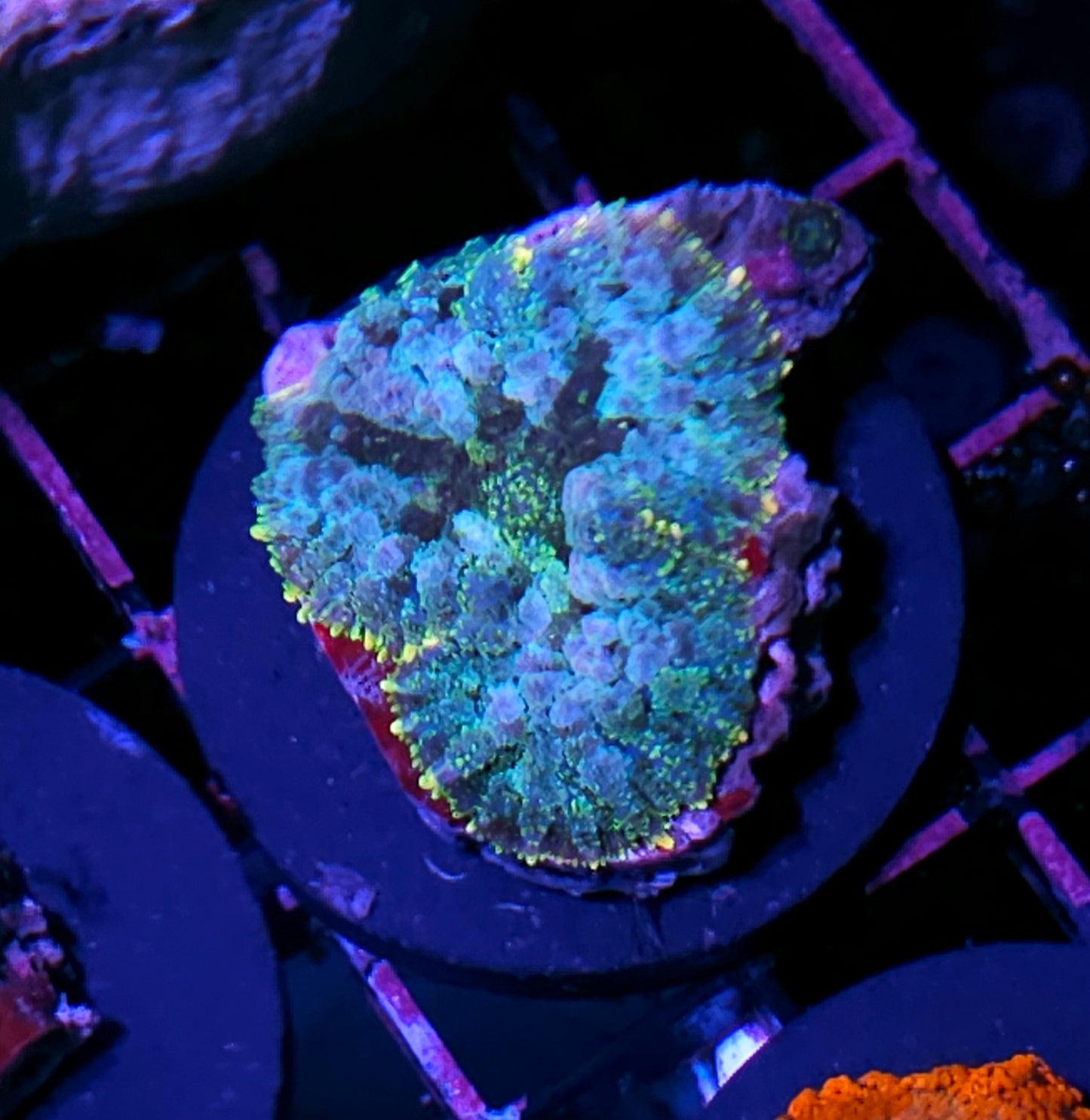 Mosiac Bounce Mushroom