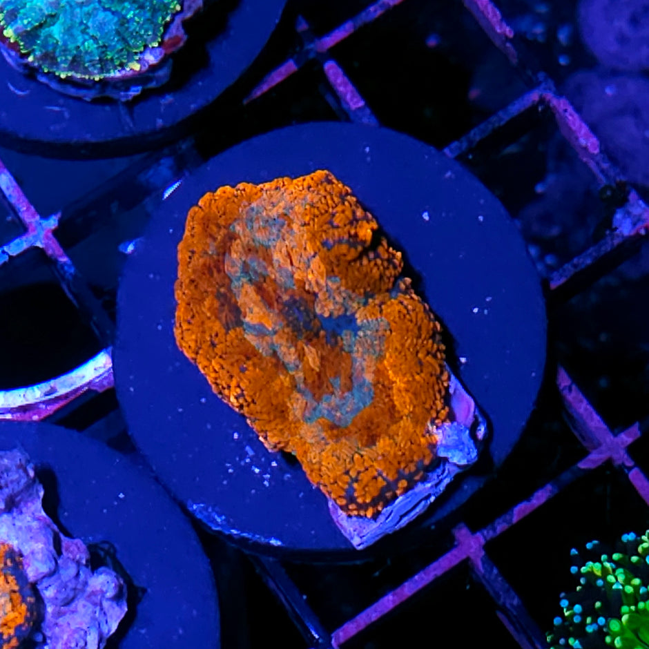 HF Pyro Patchwork Mushroom