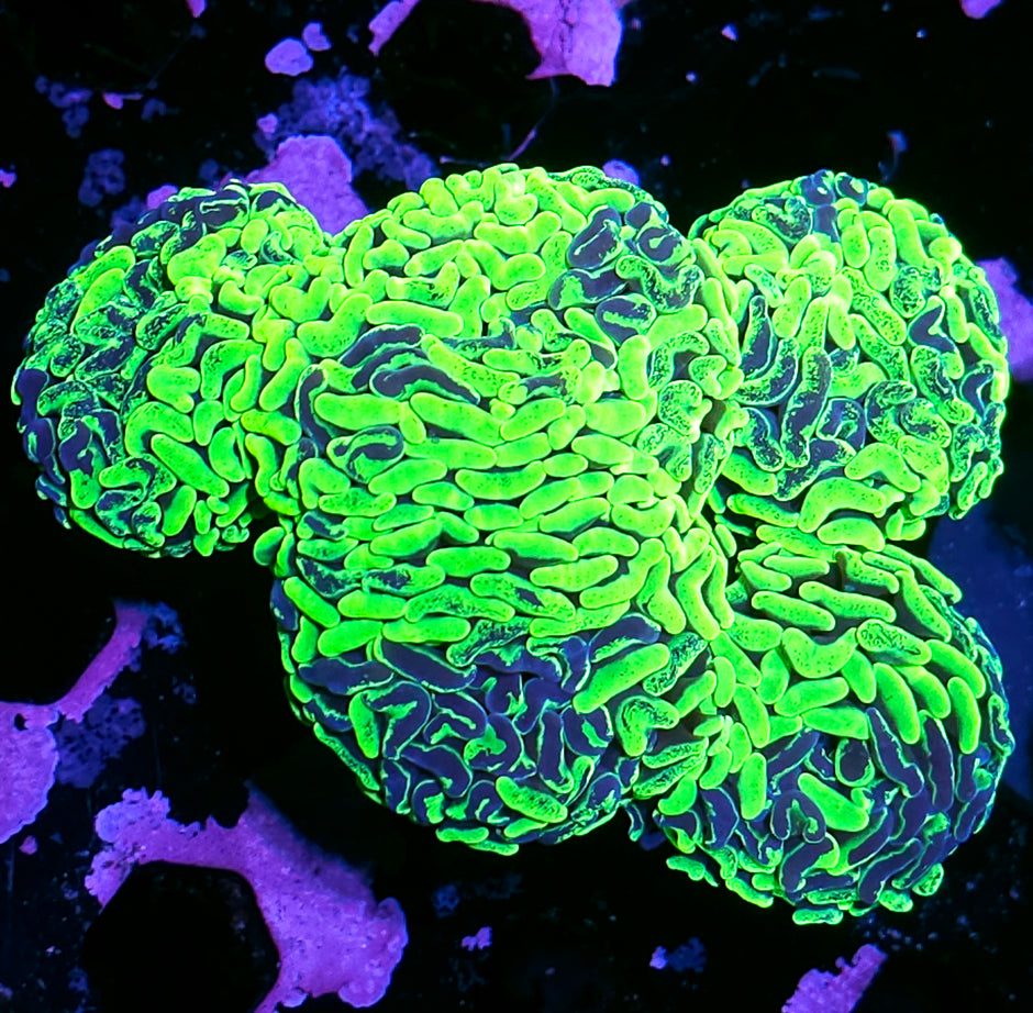5 Fat Head Toxic Splatter Branching Hammer Colony