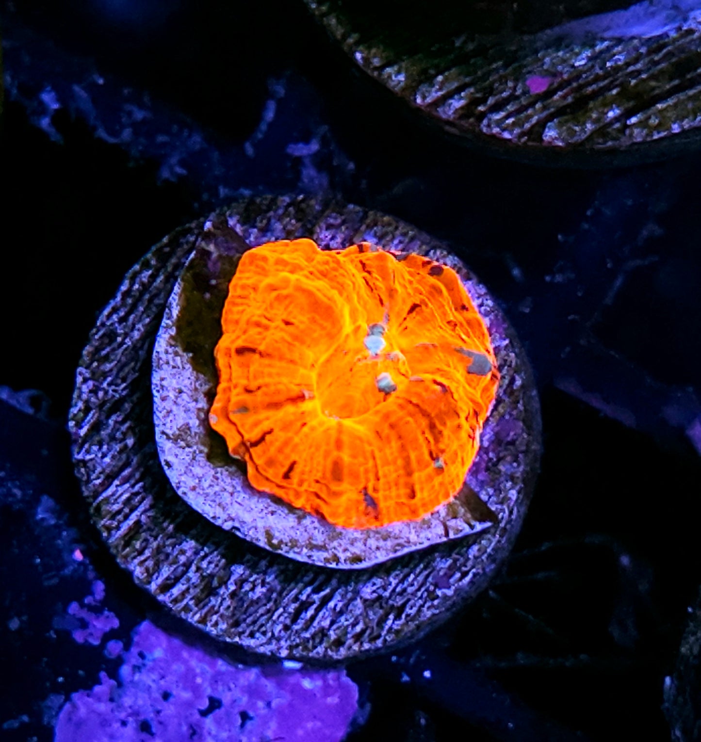 Aquacultured Tank Spawned Bleeding Apple Scolymia