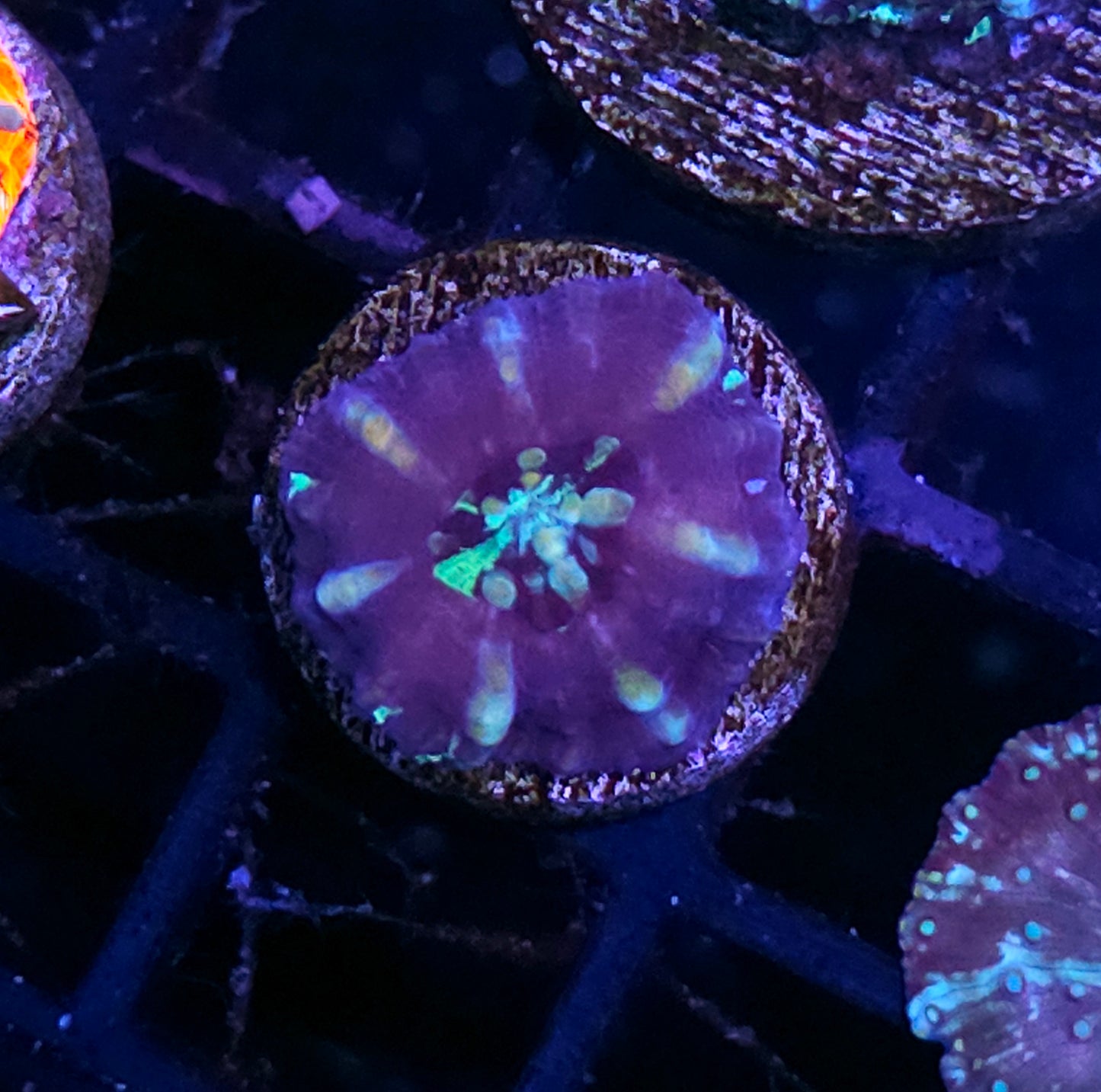Aquacultured Tank Spawned Mirage Scolymia