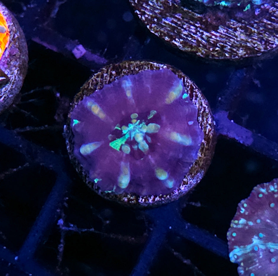 Aquacultured Tank Spawned Mirage Scolymia