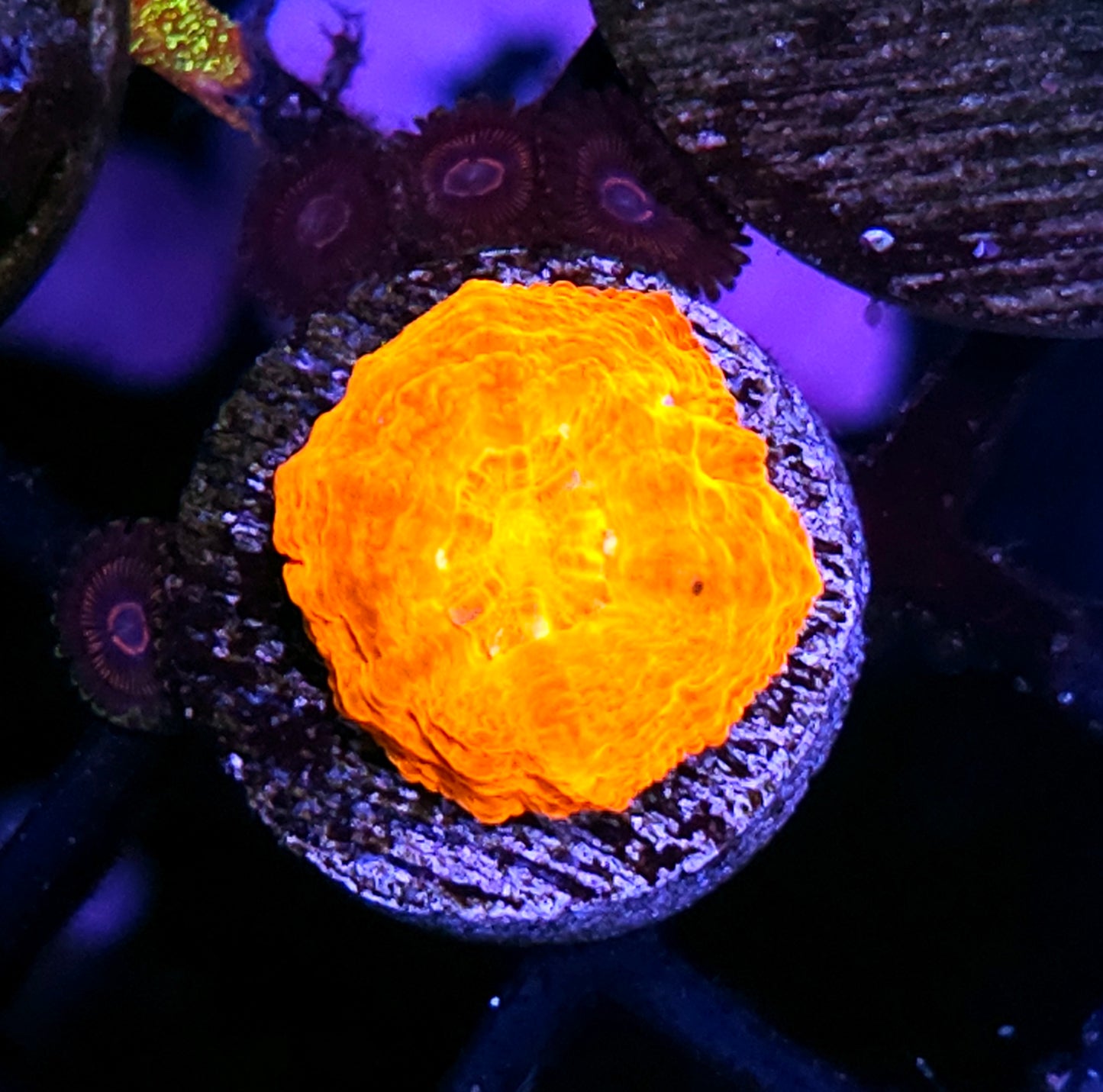 Aquacultured Tank Spawned Inferno Scolymia