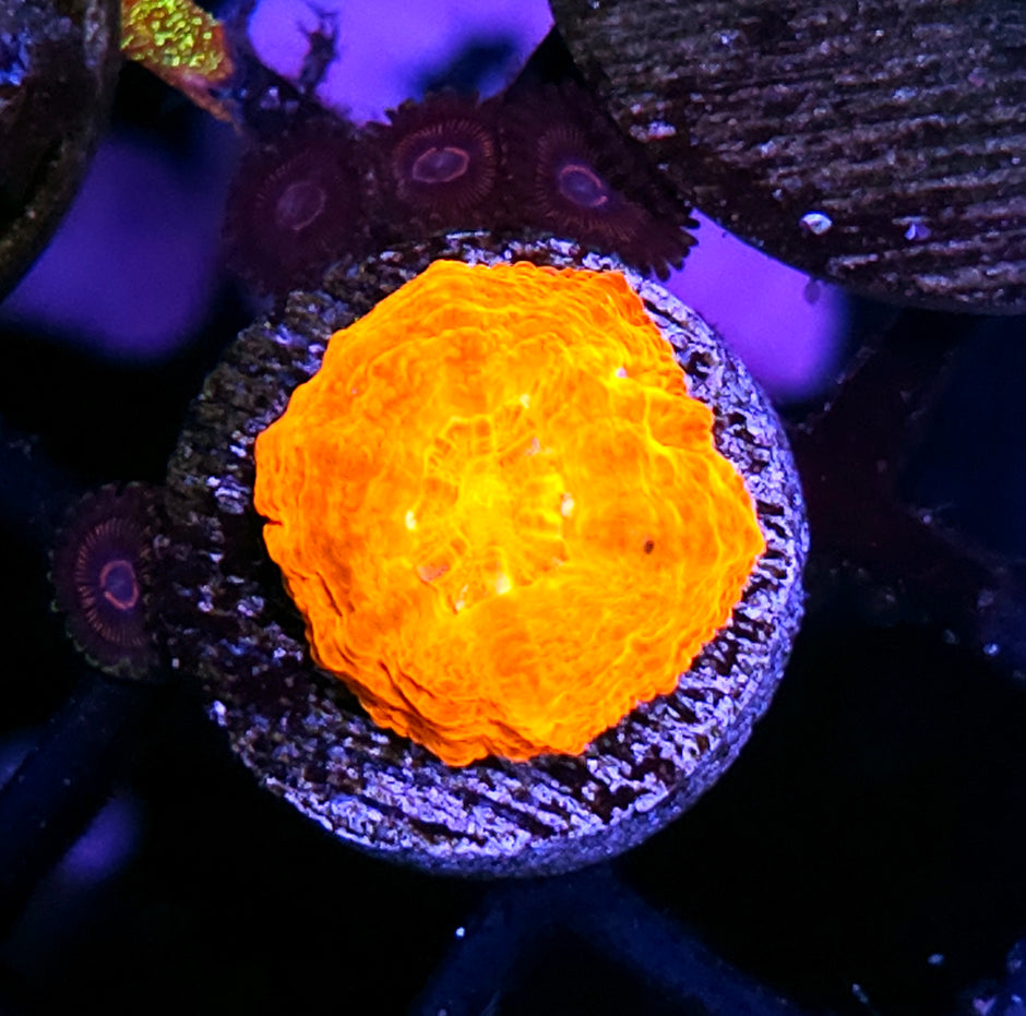 Aquacultured Tank Spawned Inferno Scolymia