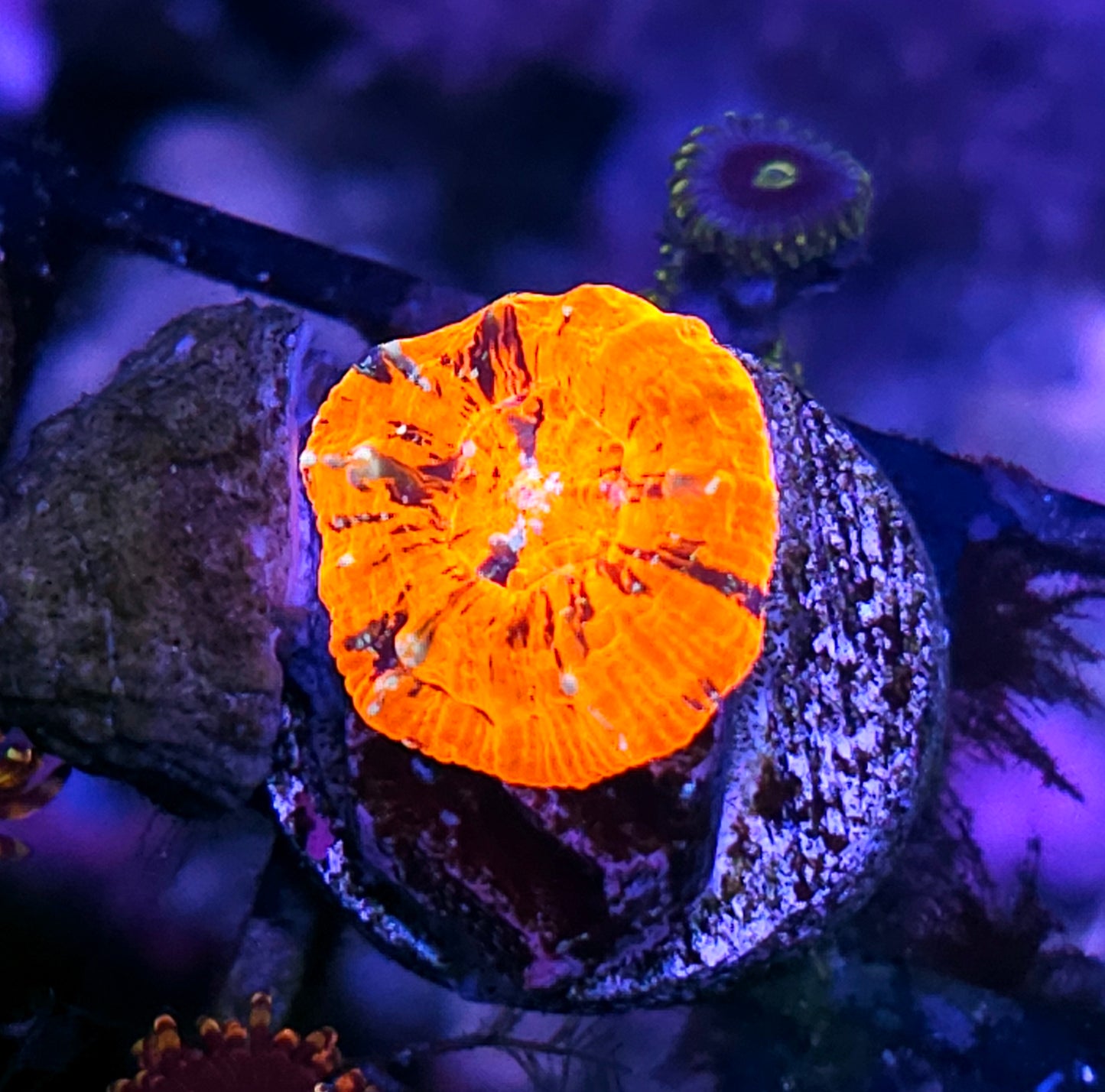 Aquacultured Tank Spawned War Paint Scolymia