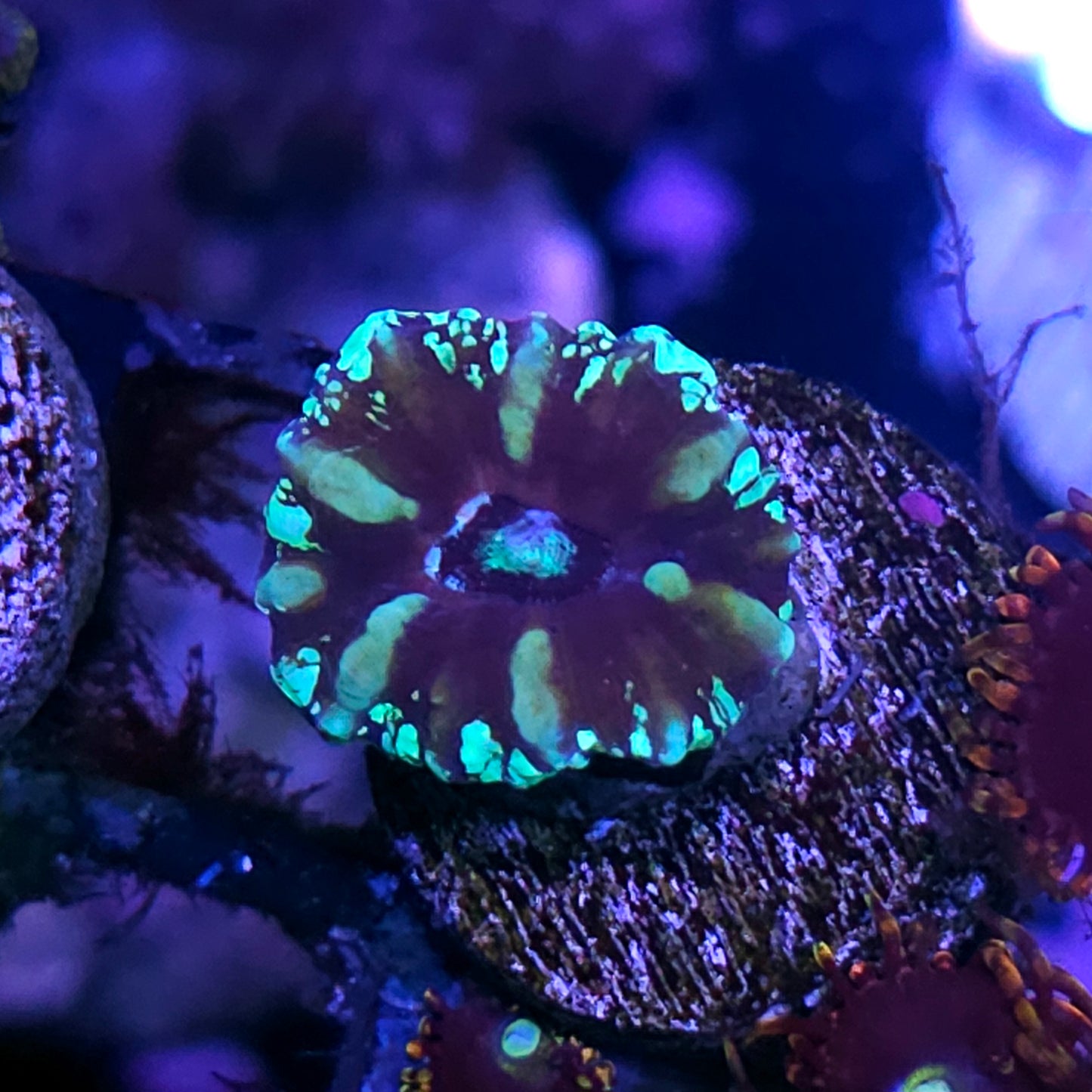 Aquacultured Tank Spawned Scolymia