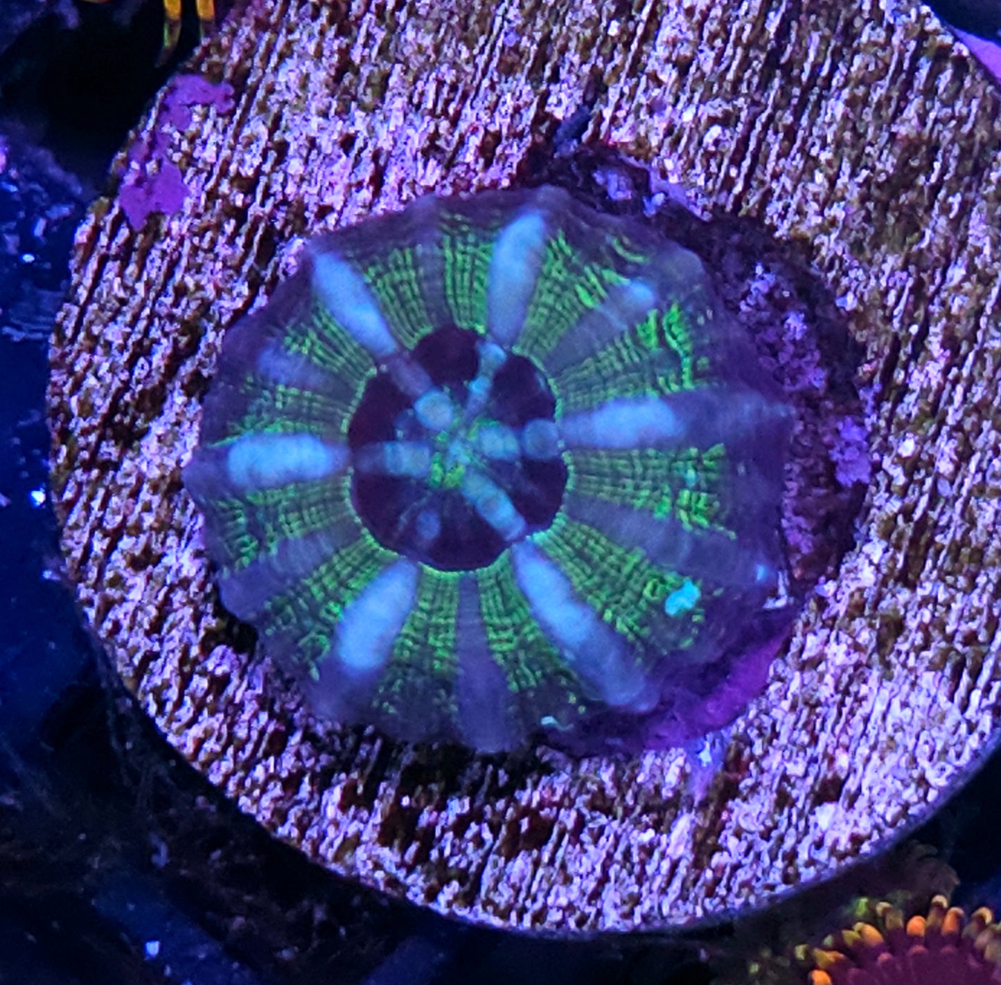 Aquacultured Tank Spawned Scolymia