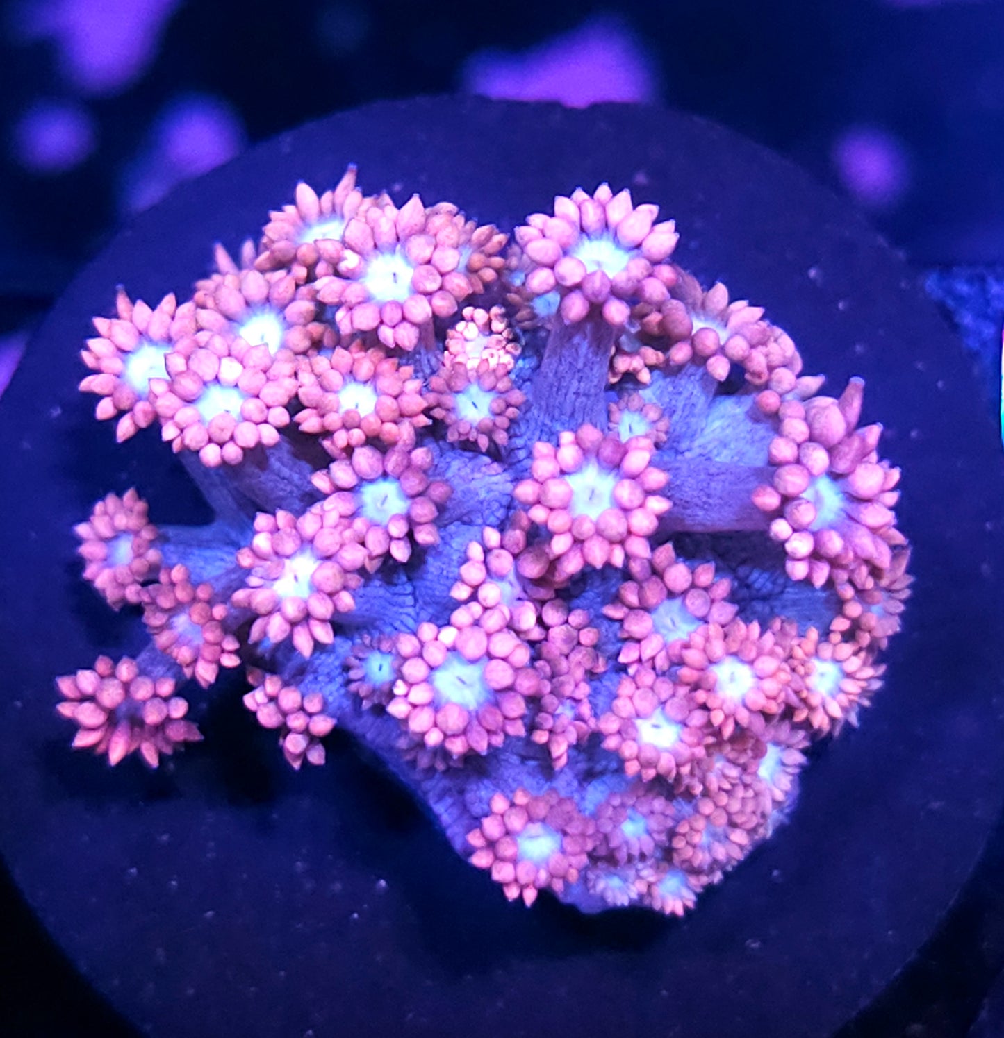 HF Barbie Girl Goniopora