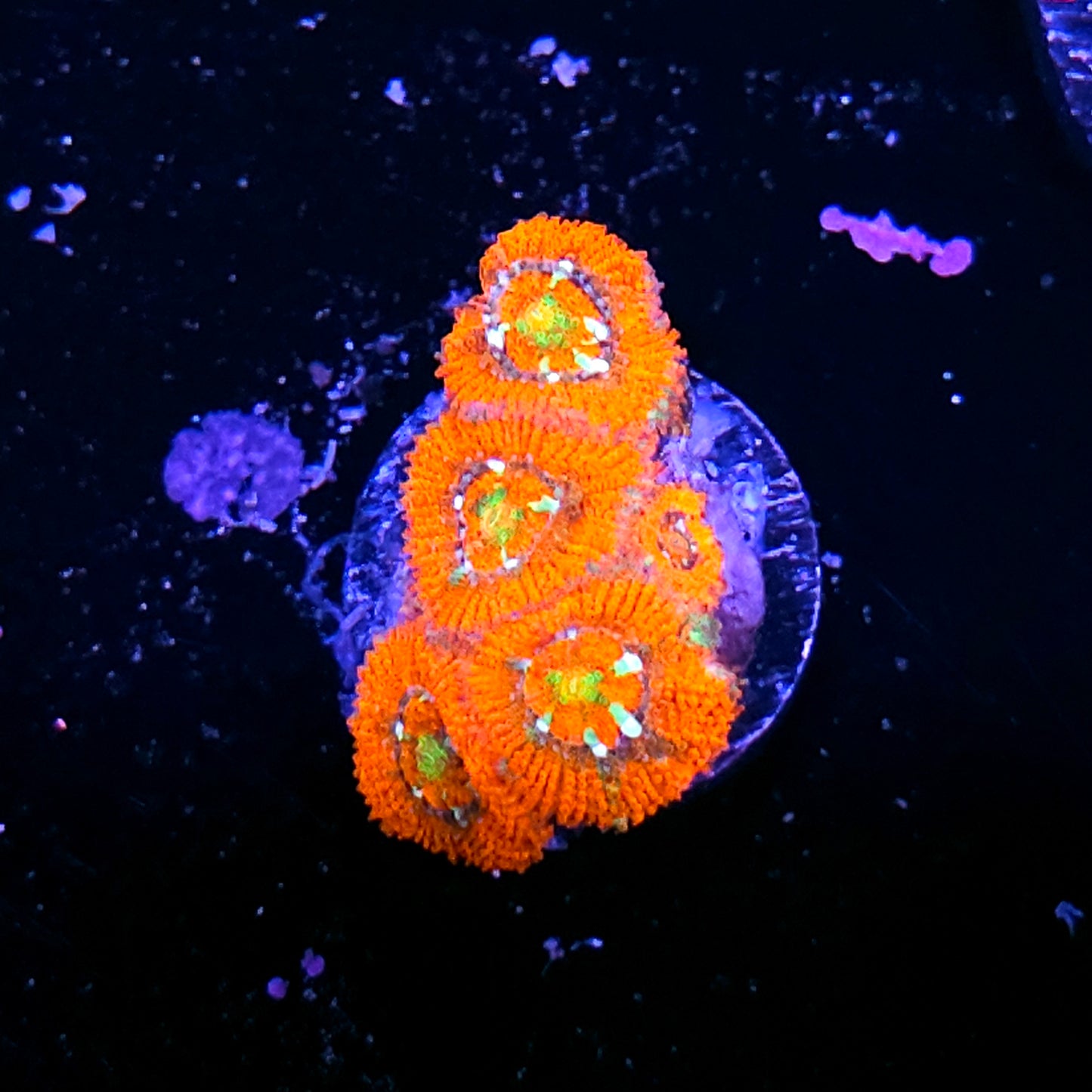 HF Supreme Stars Micromussa Amakusensis