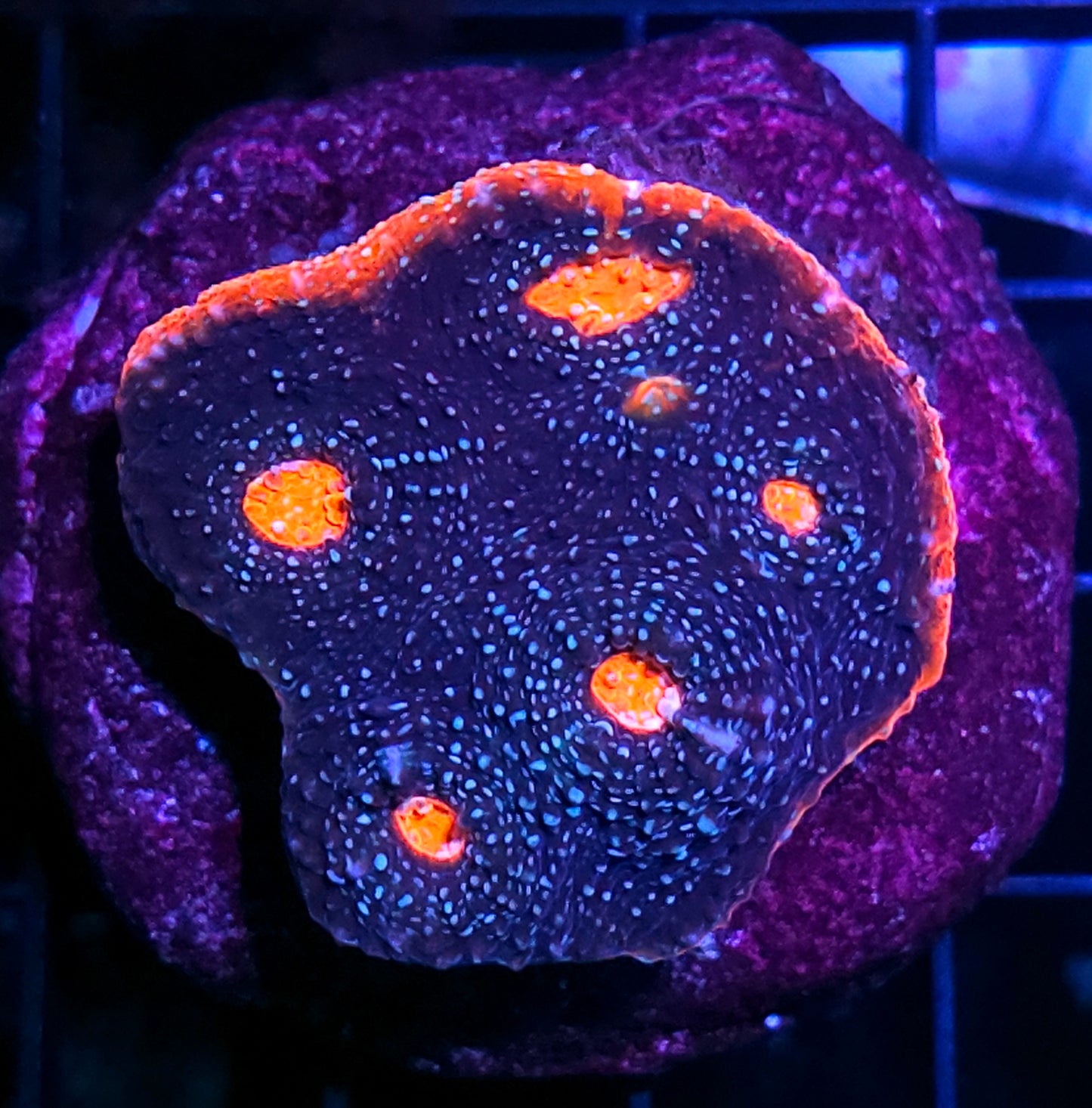 Battlestar Galactica Red Rim Chalice Colony