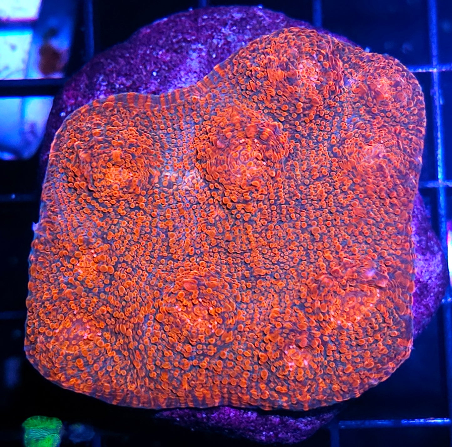 Interceptor Chalice Colony