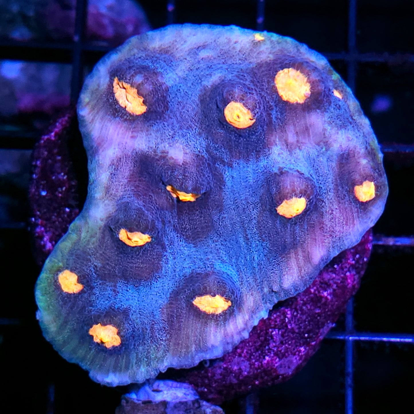 Waterfalls Chalice Colony