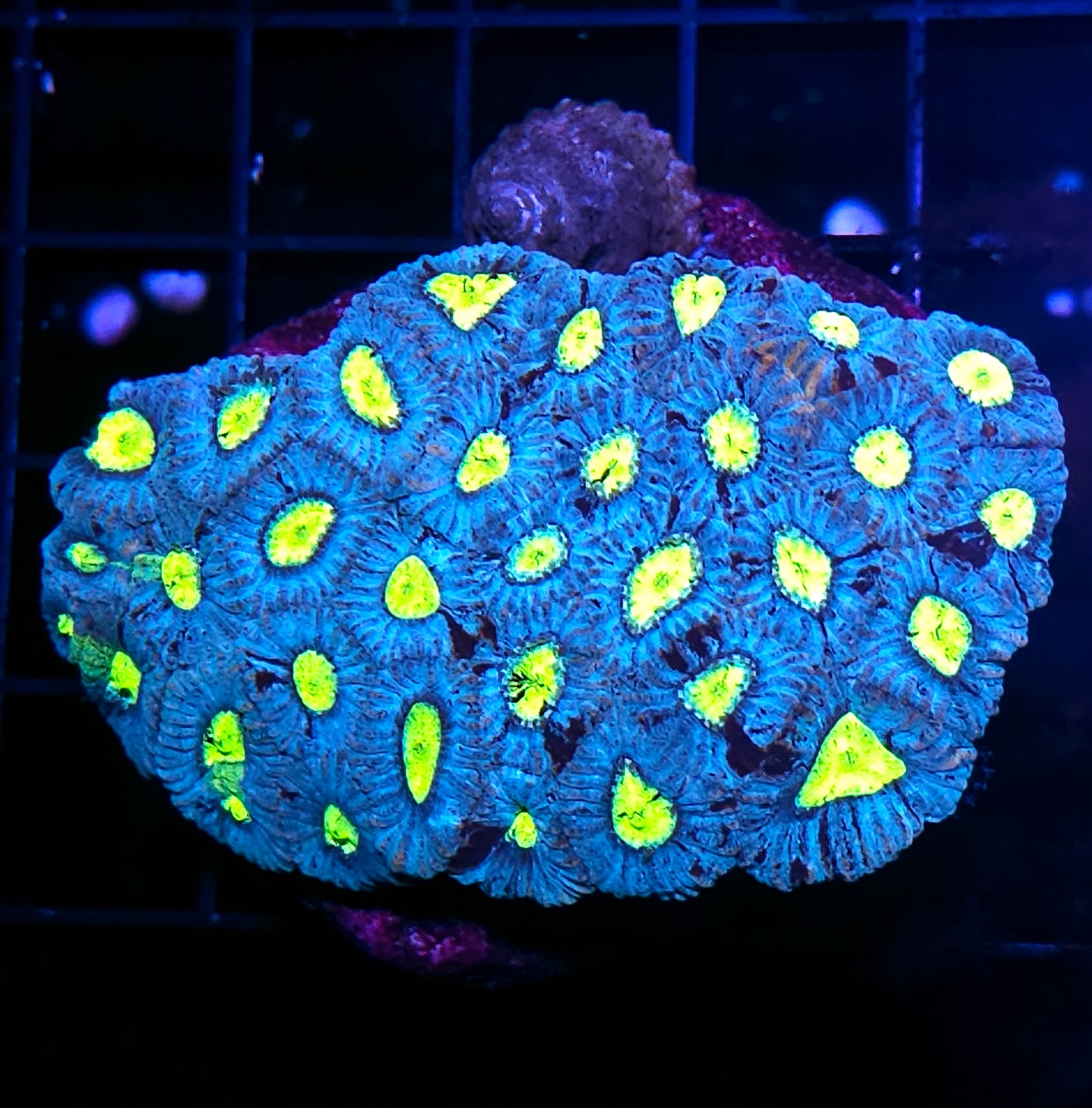 Blueberry Lemonade Micro Favia Colony