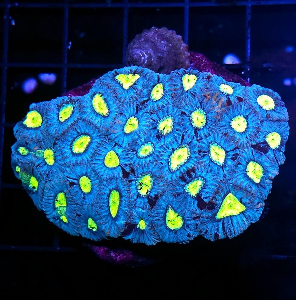 Blueberry Lemonade Micro Favia Colony