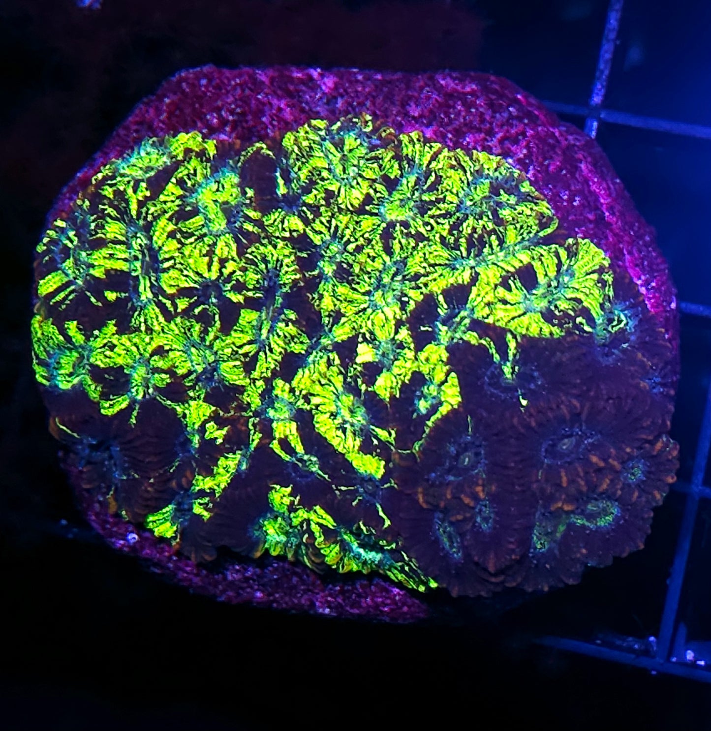 Supersonic Micro Favia Colony