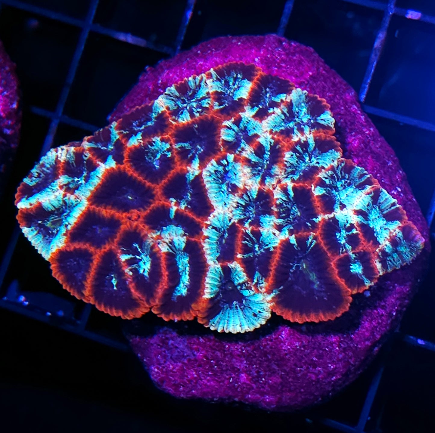 Space Cadets Micro Favia Colony