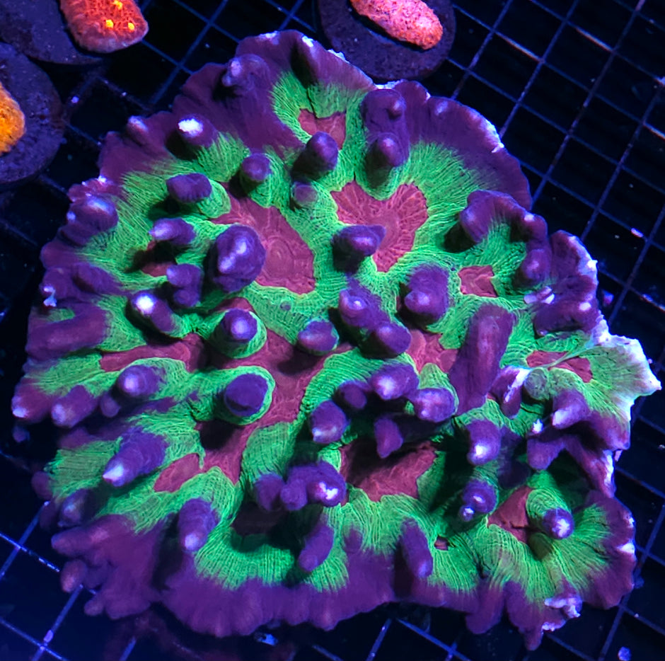 Massive Heartbreaker Pectinia Colony
