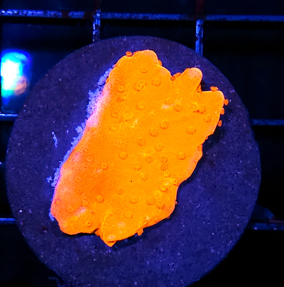 Super Orange Montipora Setosa