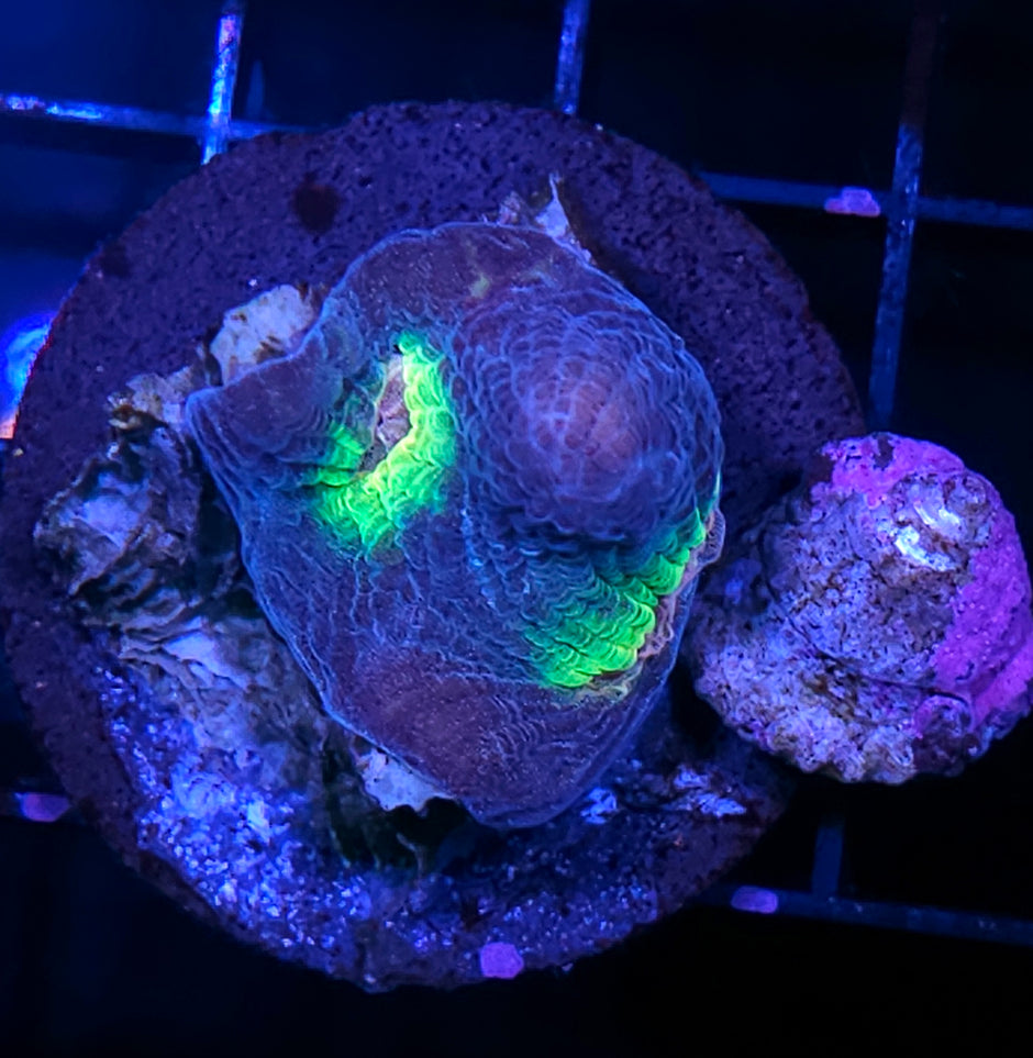 Rainbow Pectinia