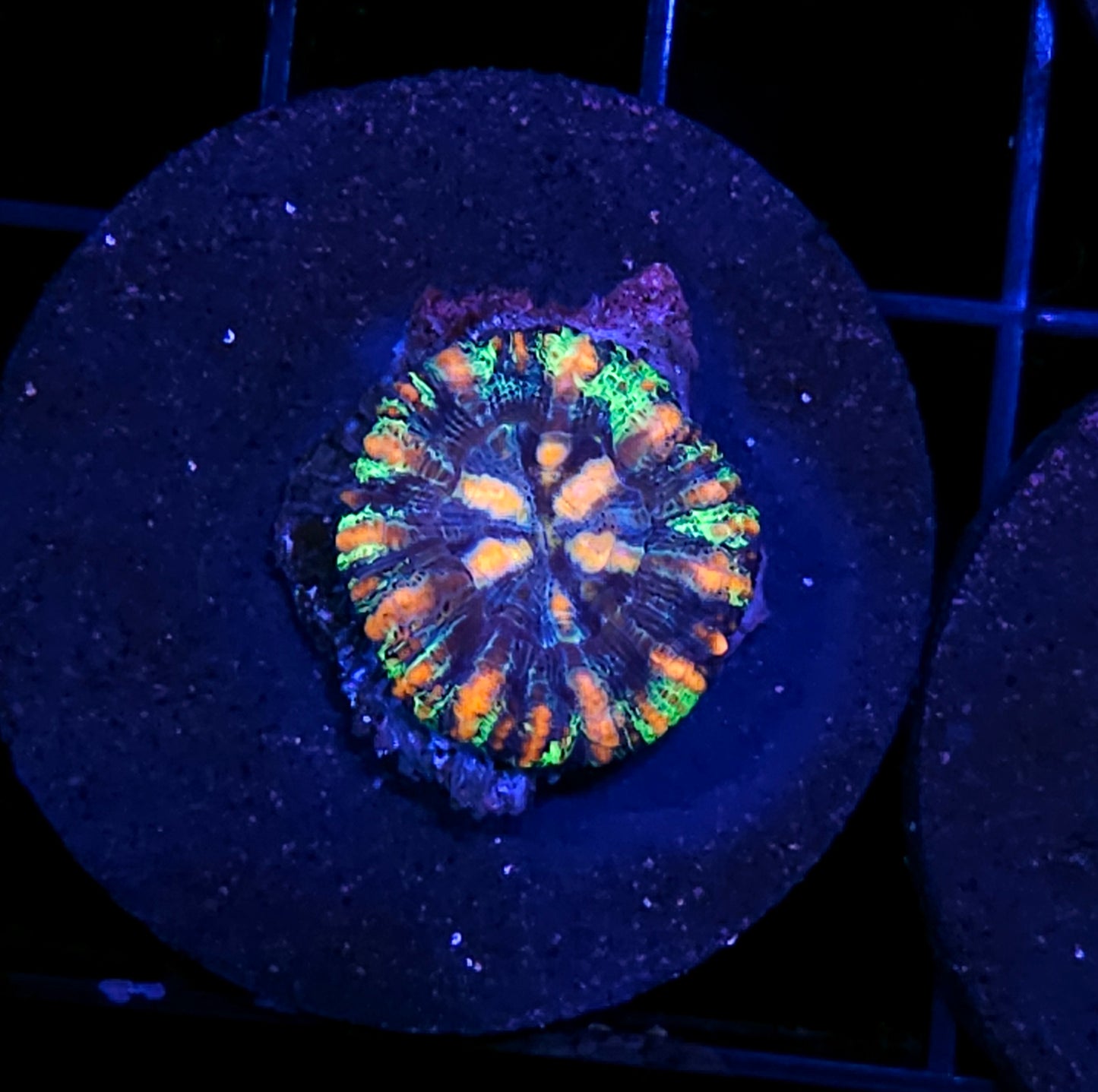 Tiger Vortex Mini Scolymia