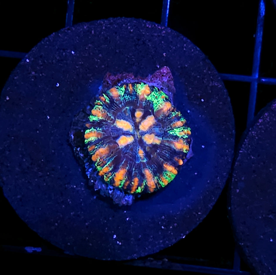 Tiger Vortex Mini Scolymia