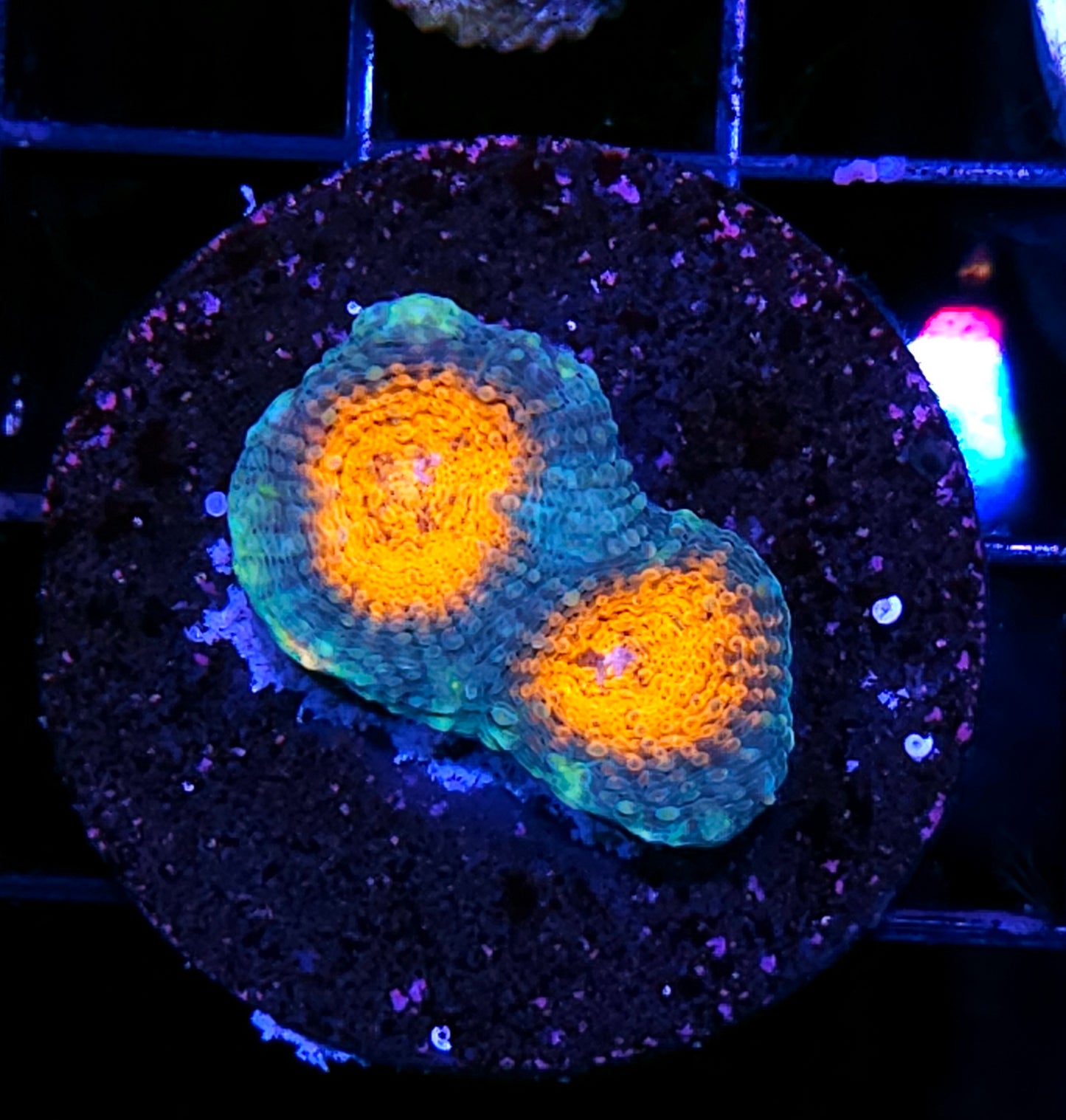 Caribbean Bliss Acan Echinata