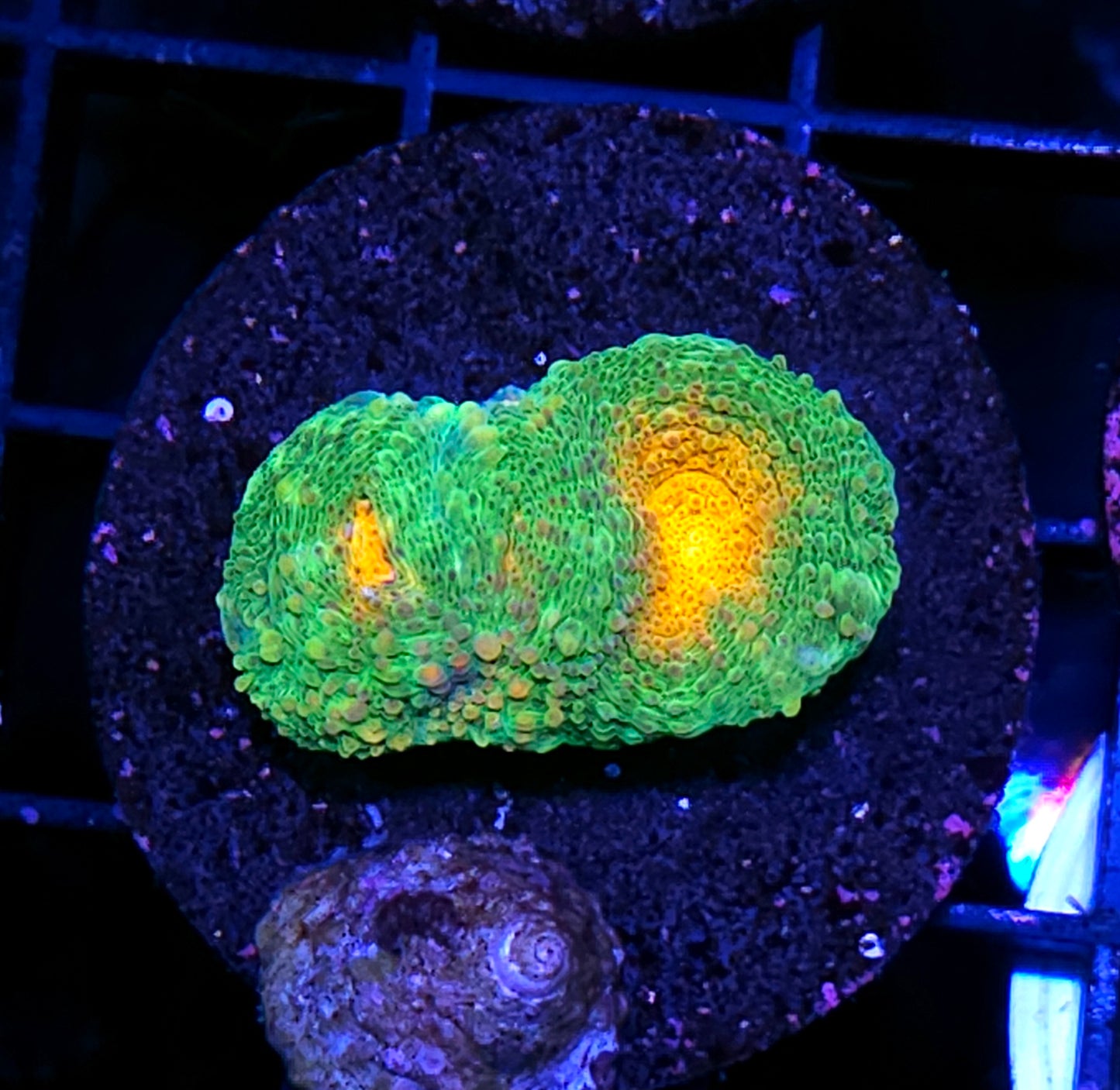 Summer Solstice Acan Echinata