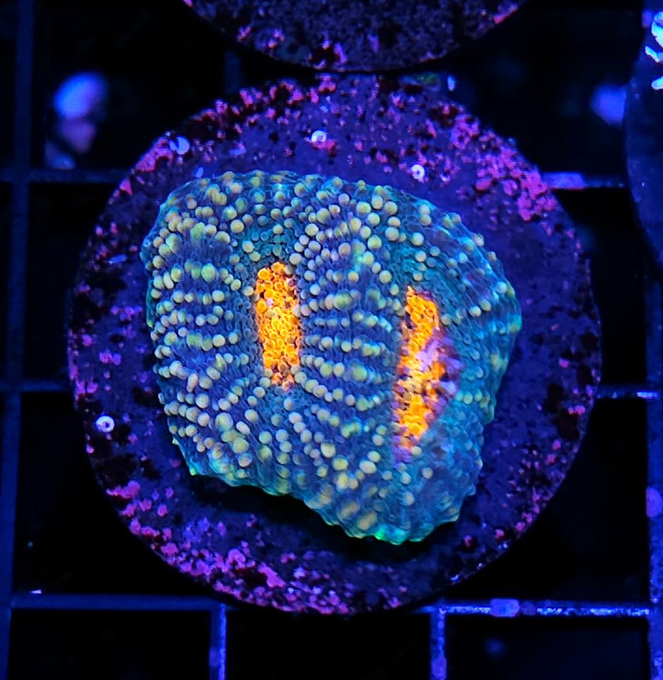 Blast Zone Acan Echinata