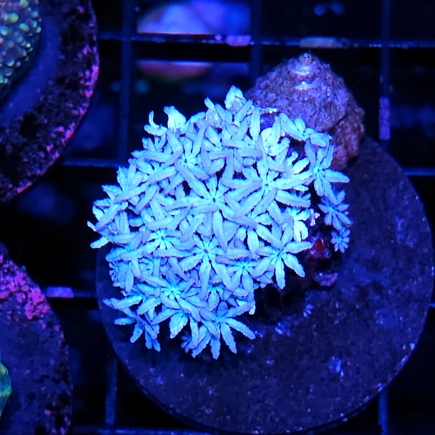 Snowflake Pipe Organ