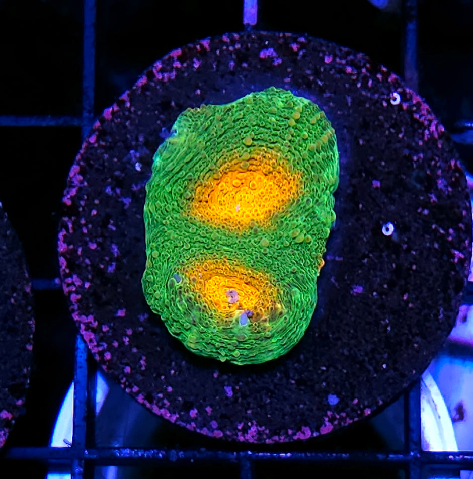 Miami Hurricane Acan Echinata 😱