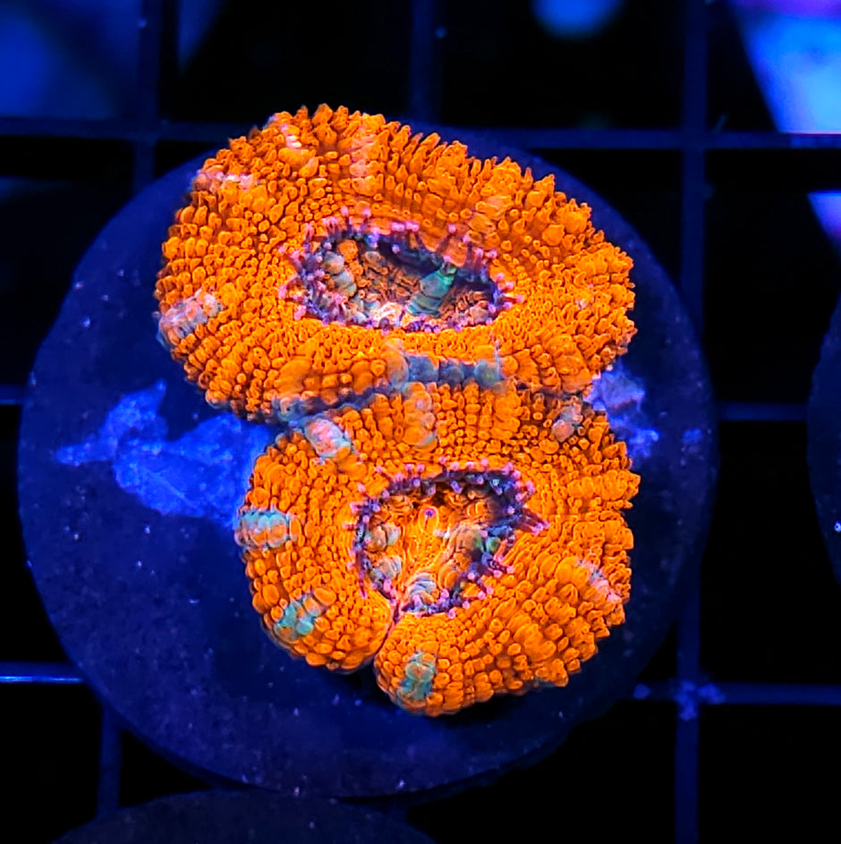 Embers of Fire Acan