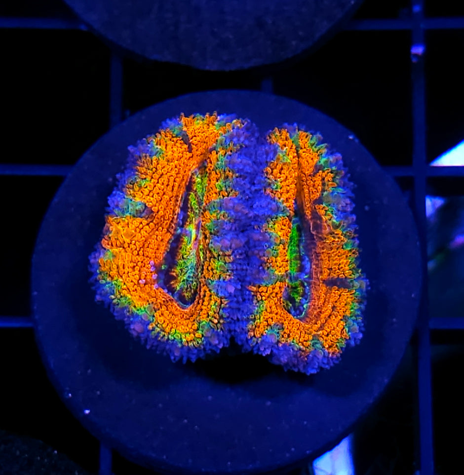 Blast Zone Rainbow Acan