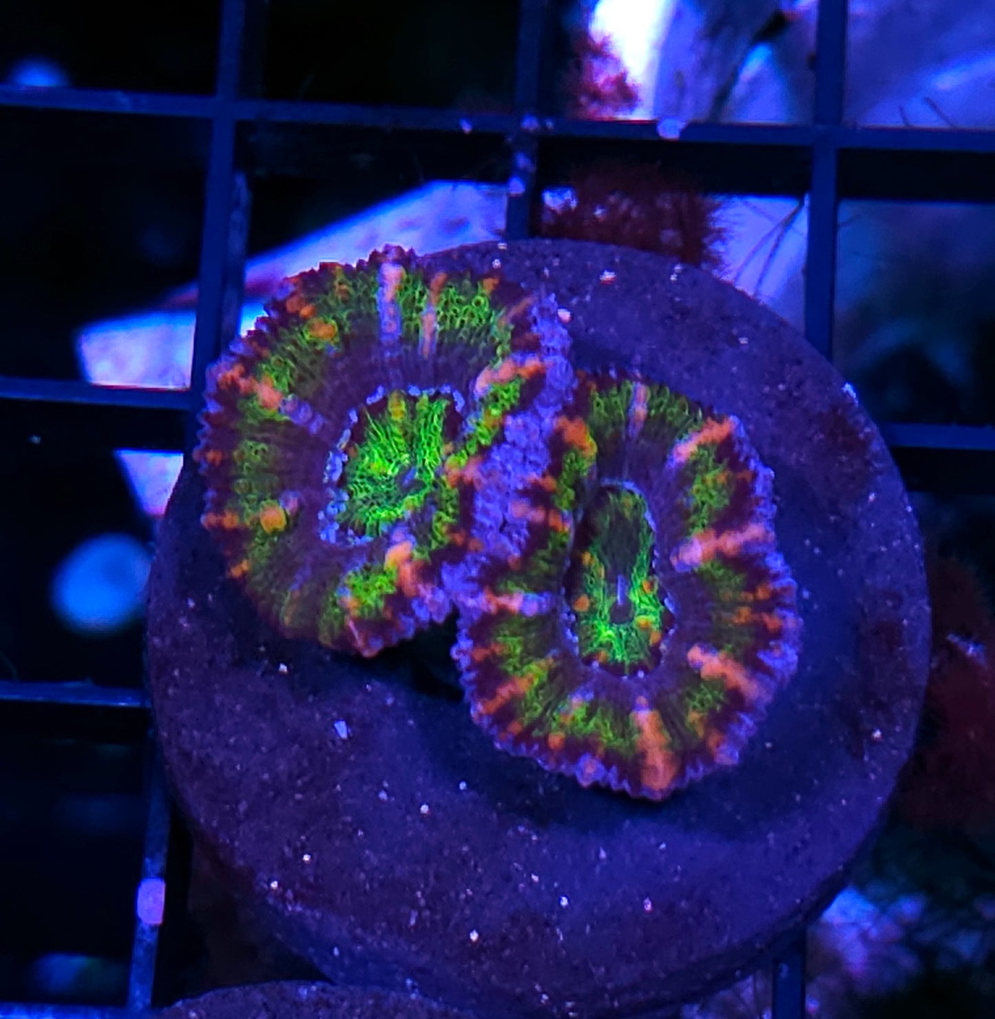 Sharp Shooter Acan