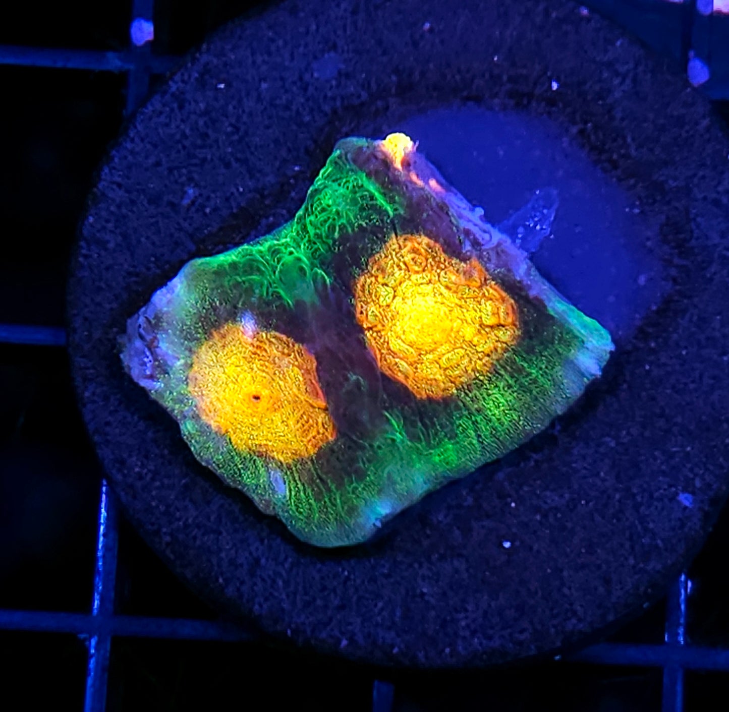 HF Godzilla Chalice