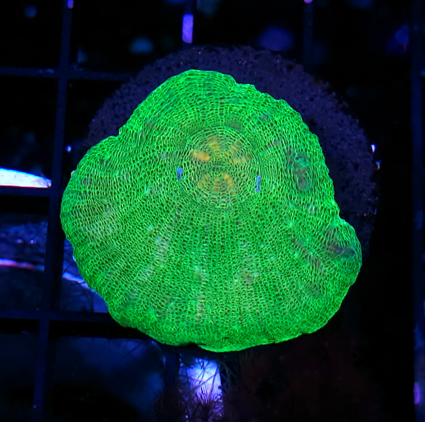 Plutonium Moselaya