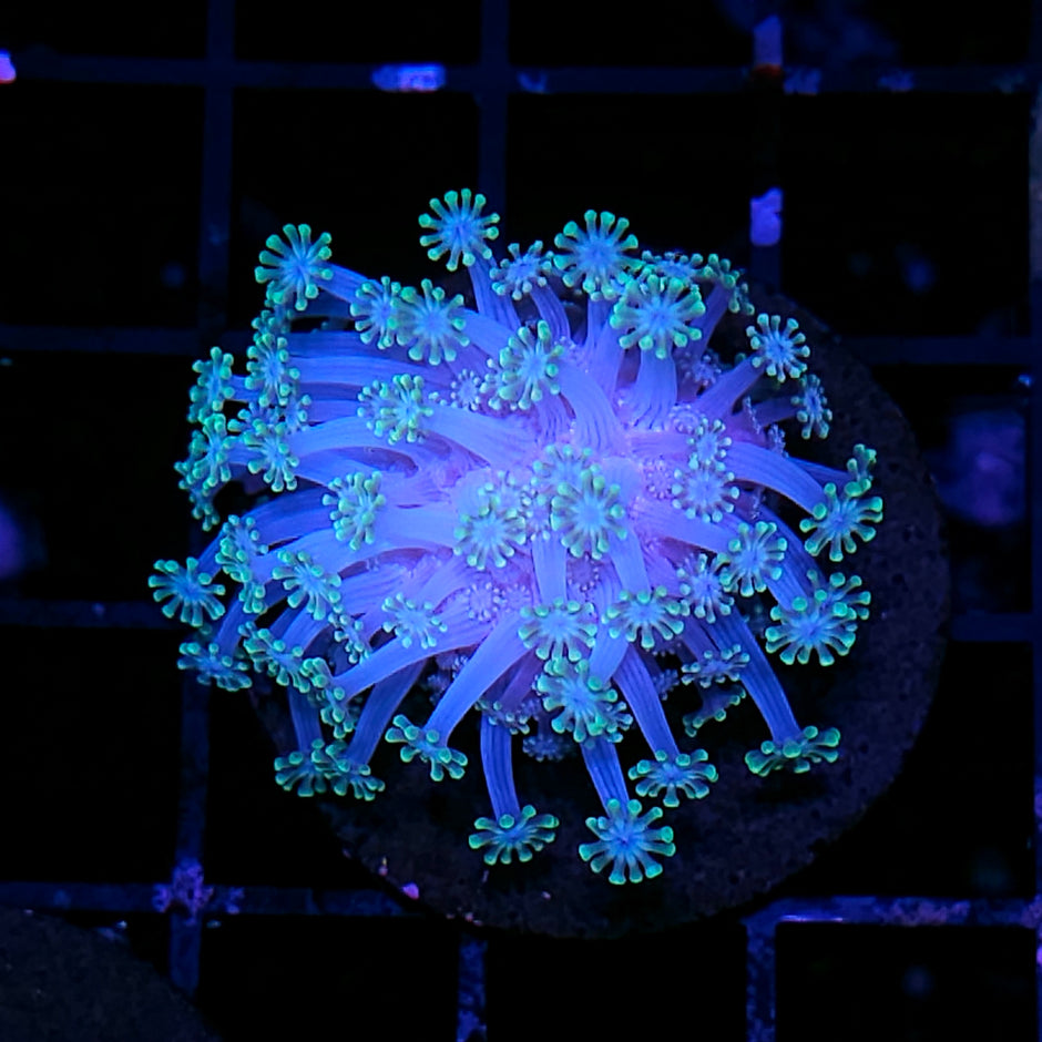 Ghostly Gas Alveopora