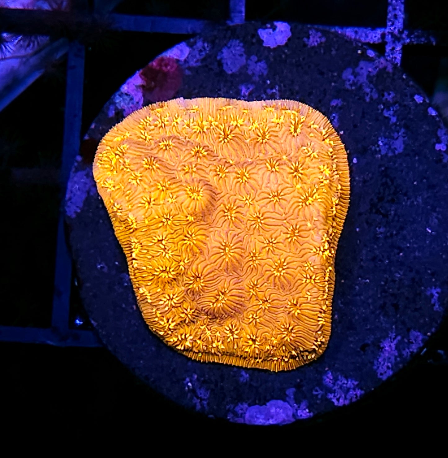Gold Rush Pavona Cactus