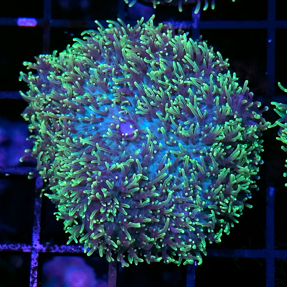 HF Shag Daddy Carpet Mushroom