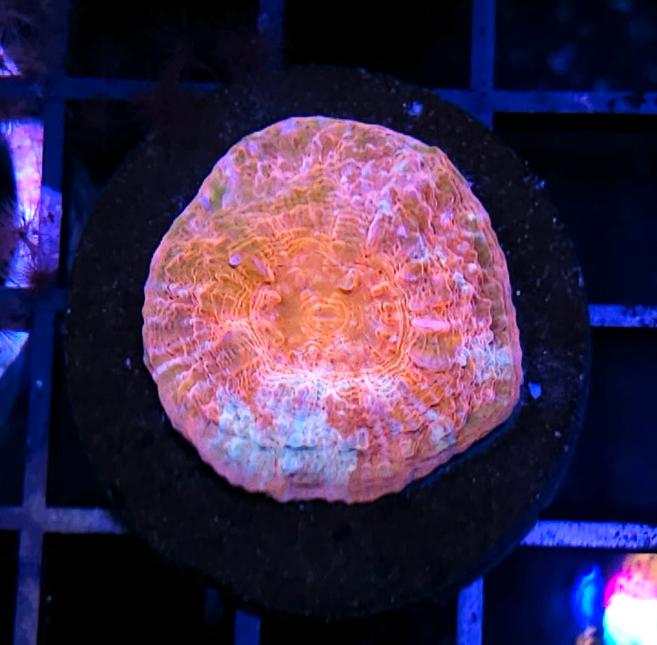 HF Rainbow Enigma Chalice