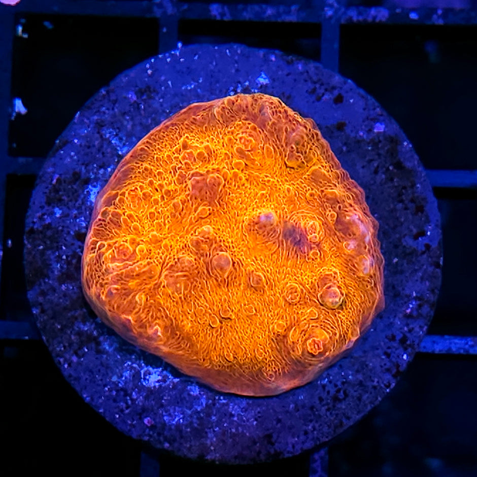 Burning Abyss Chalice