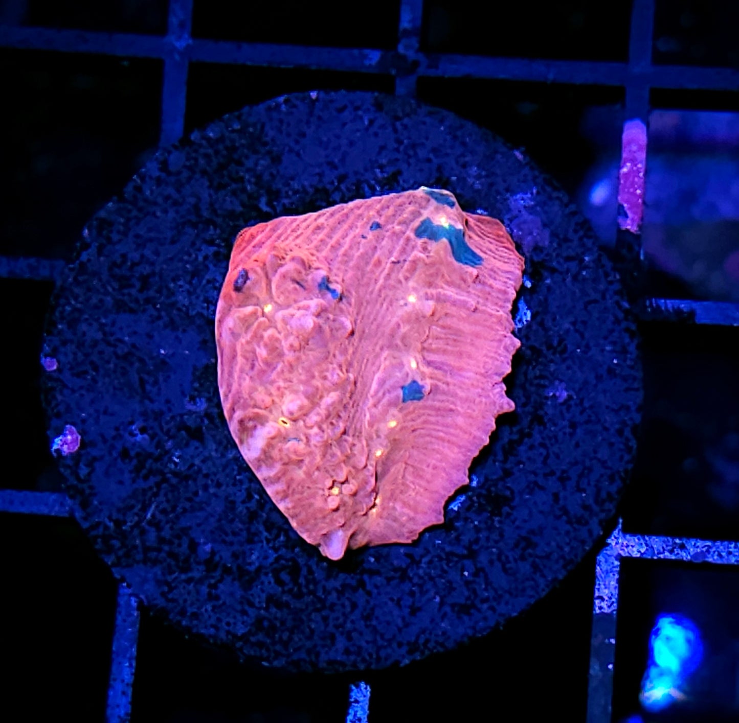 HF Pastel Rainbow Chalice