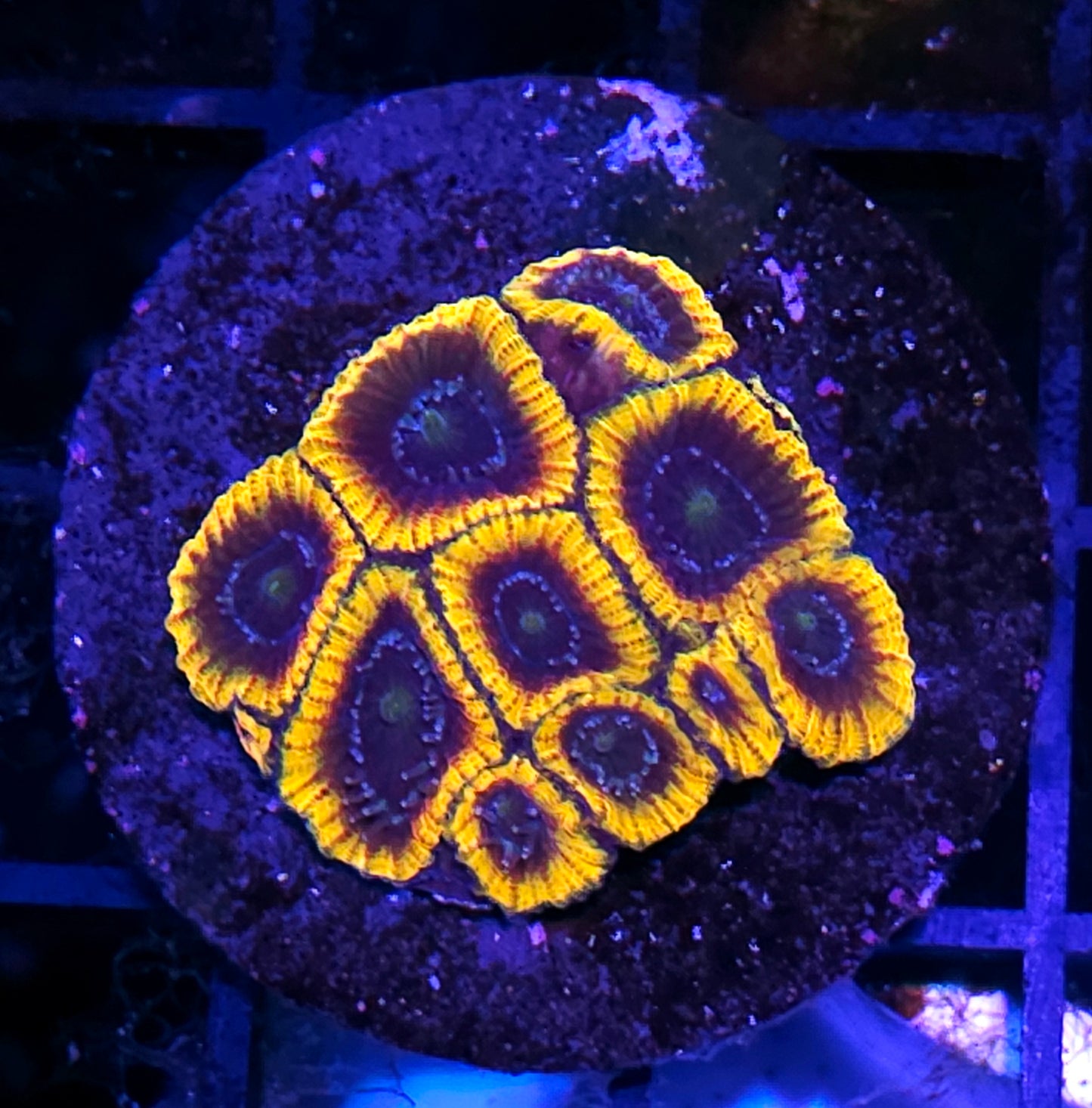 HF Lost Souls Micro Favia