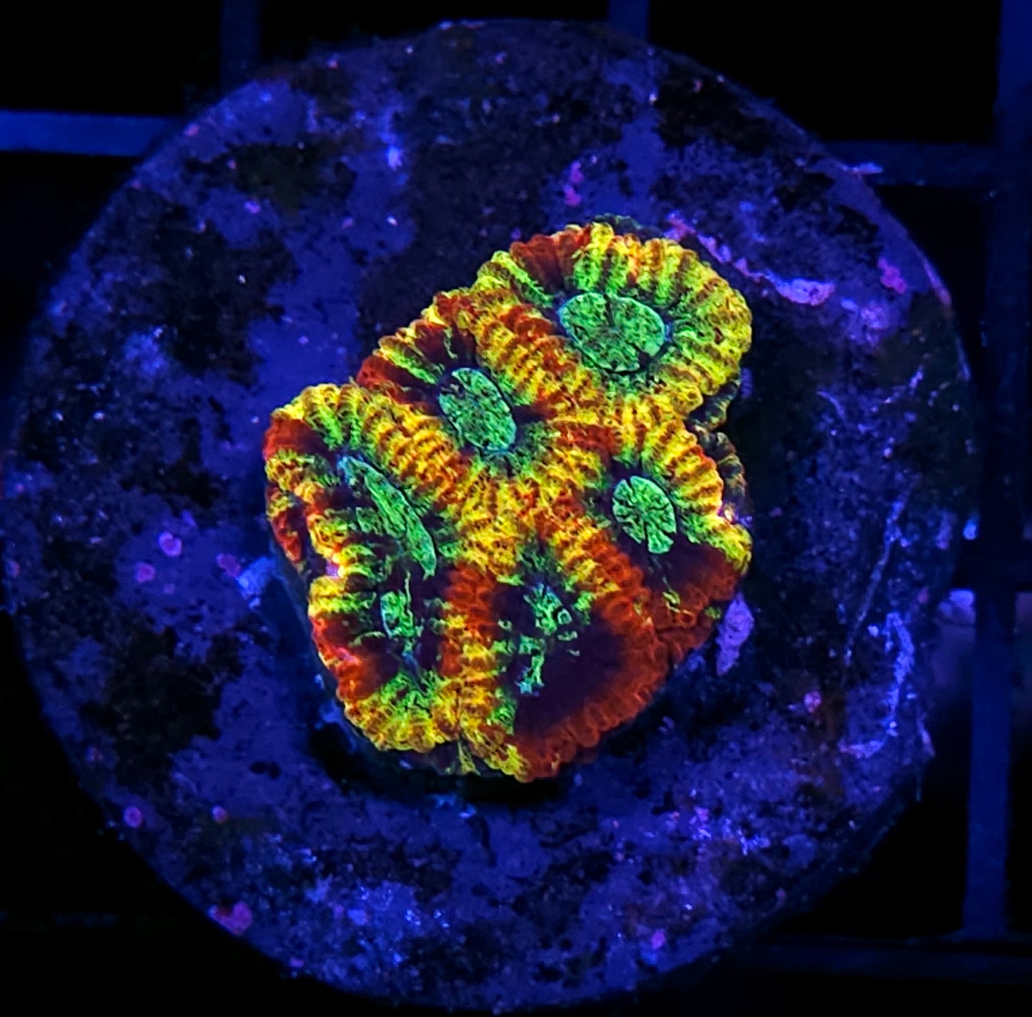 HF Wizard of OZ Micro Favia